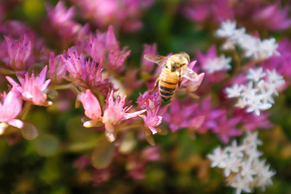 Honeybees Hate Breast Cancer